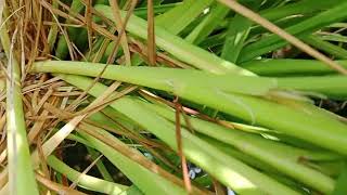 Bakanae Disease: A Threat to Rice" @CyberAgriExtension