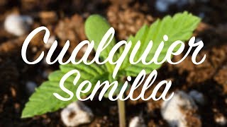 Cómo asegurar la germinación de cualquier semilla | Huerto Urbano Villarreal