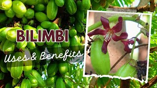 The Extraordinary Bilimbi Tree: Averrhoa bilimbi - Benefits and Uses | Irumpanpulli