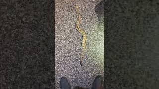 Chill Blacktail Rattlesnake crossing the road!