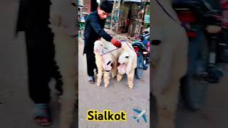 Kajly going to Sialkot daska #sheepfarming #kajlababy #sheepfarminginpakistan