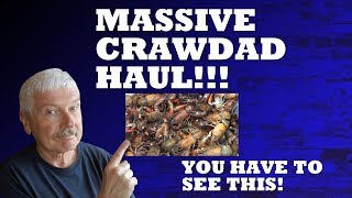 Massive Crawdad Haul!