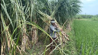 16202 sugarcane seed cutting-बिजनौर से ले कर शामली,जालंधर तक डिलीवरी सुविधा, 7860067387☎️