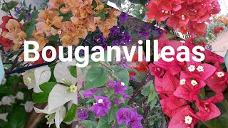 BOUGAINVILLEAS 🌺🌸🌺🌸       Um espetáculo de cores