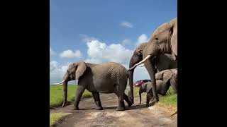 Amboseli national park