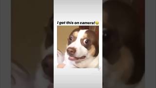 Another day, another hilarious dog video 😂                 #dog #foryou #funny #shorts #funnyshorts