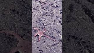 #shorts Starfish Graveyard | Metal Detecting UK