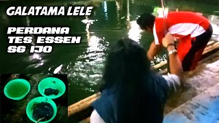 GALATAMA LELE  || perdana tes essen Sg ijo || racikan terbaru