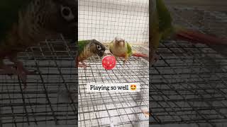 Playing time 🤩#shorts #pets #playing #birdtoys #conure #parrot #lovable #lovebirds #petslover