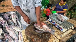 Amazing!! Attractive Live Excellent Biggest Tilapia Fish Cutting Skills Best Street Fish Market