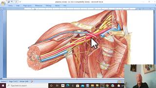 Musculo-skeletal Module I in Arabic  35 ( Axillary Artery , part 2  ) , by Dr. Wahdan 2022