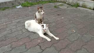 2 street cats are waiting for fish in front of fish 🐟 shop. smart cats indeed