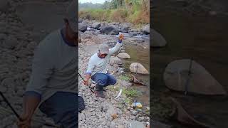 STRIKE IKAN MAHSEER #mancing_mahseer #short_mancing #kang_mustofa