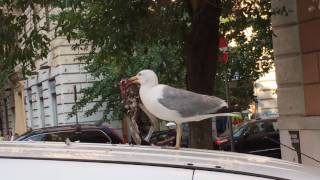 Gabbiano divora piccione - Romafaschifo