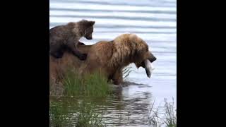 Хитрый медвежонок #shorts #animals #bears #медвежата #животные