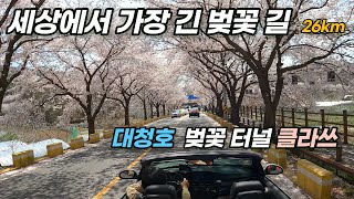 1박2일 대청호 벚꽃 길 벚꽃터널 cherry blossoms ROAD