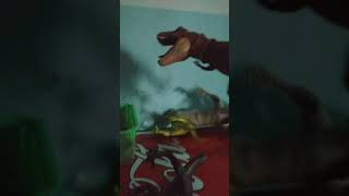 albertosaurus vs indoraptor vs indominus rex y t rex final