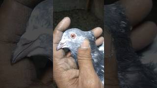 Highflyer Pigeon||#foryou #foryou #foryou #foryou #foryou #foryou #foryou #foryou #foryou #foryou