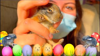 We saved the Easter Bunny!! (two of them)