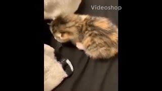 Overly Dramatic Kitten (Perfectly Cut Scream)