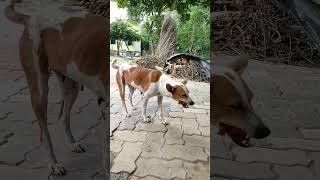 The Dog 🐶 eats flower 🌷 #shorts #shortvideo #viral #trending