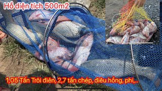 Cụm hồ câu đài chuẩn bị phục vụ AE | Hồ 500m2 mà gần 4 tấn cá