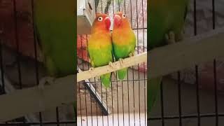 #cutebabytalking #babytalking #funny #baby #cute #birds #funnypets #funnyvideo #snow #funnyanimals