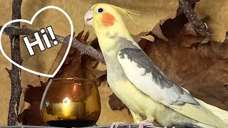 Fanny the Cockatiel's Surprising Sound...You Won't Believe It! Fanny parrot male Cockatiel #Корелла