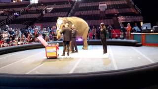 Elephant Color Ringling Brothers greatest show on