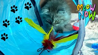 Cute and Funny Cat Videos THUNDER CAT New Toys