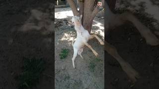 #bakrafight #cowvideos #goat #cuteanimal #cutegoat #babygoats #animalshorts #babyanimal #animalhobby