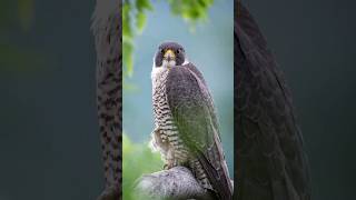 दुनिया का सबसे तेज उड़ने वाला पक्षी #shorts #Peregrinefalcon #Duckhawk