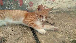 Jurus Kucing melawan ular cacing