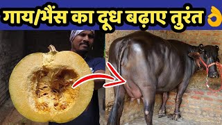 गाय/भैंस का दूध बढ़ाए मात्र 20रू में|Doodh bdhane ka tarika|Bhains ka doodh|Increse cow/buffalo milk