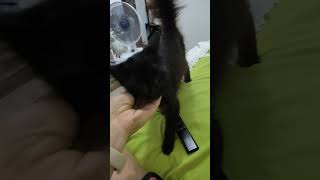 Quem também ama os gatinhos pretinhos?😍🐱