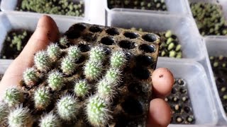 how to grow cactus seeds