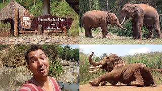 Chiang Mai Elephant Sanctuary - What it's Like at Patara Elephant Farm