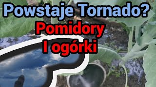 Pomidory i ogórki w tunelu