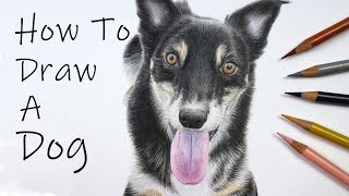 How to draw a Border Collie x Kelpie in colour pencil