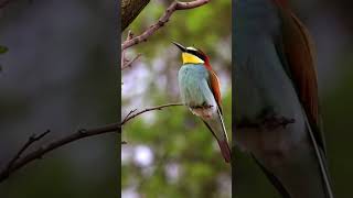 Color explosion. European bee-eater - Prigorie - Merops apiaster