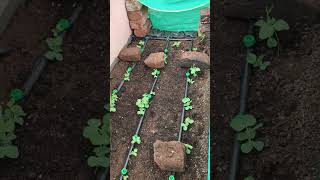 हरी मटर छत पर क्यारी मे उगाये | Grow green peas on terrace garden #greenpeas #peas