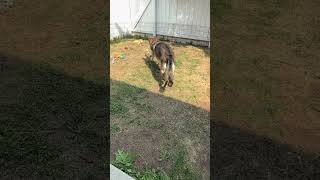 Charlie plays fetch #shorts #germanshepherdpuppy #viraldogsvideos #cutedogs #1kviews #subscribe