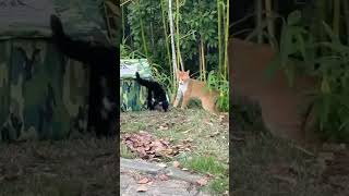 #cats #funnyanimal #funnyvideo #funnypet