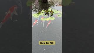 Fish Goi #fish #goldfish #goi #youtubeshorts #nature #beautiful #vibes #funny #funnyvideo #jokes