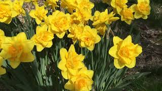 Queen's Day Daffodils | Bulbs in Bloom