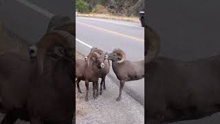 Big Horn Rams Butting Heads in Colorado Canyon