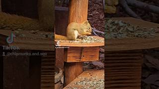 Little Red Squirrel #squirrelwatching #squirreladventures #animals #cute #wildlife