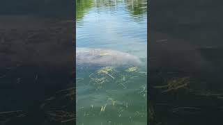 Baby Manatee eating floating grass #shorts