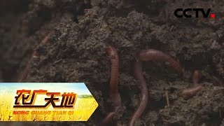 《农广天地》 20171130 蚯蚓拱出的循环经济 | CCTV军事