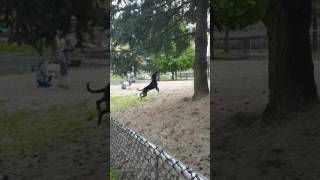 Possesed dog doing pull ups on branch!